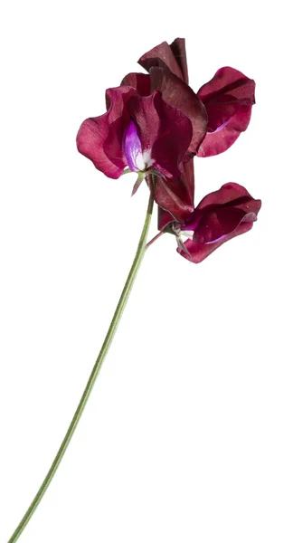 Dark purple sweet pea flower — Stock Photo, Image
