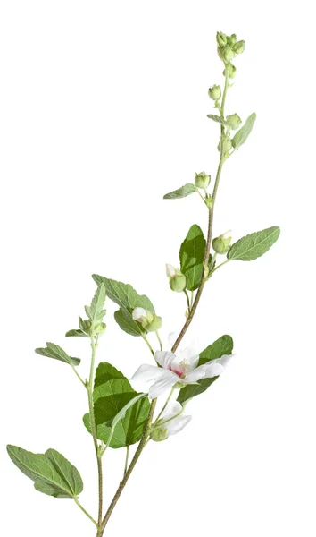 開花枝、白で隔離されるハナアオイ属 — ストック写真