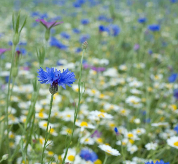 Summer meadow background with cornflower — Stock Photo, Image