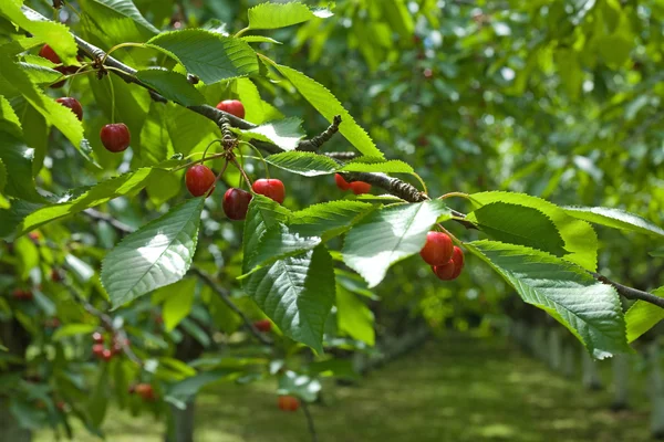 Cherry orchard, branch closeup — Stock Photo, Image