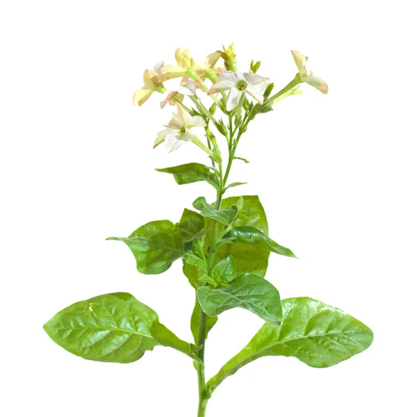 Nicotiana (pianta da giardino fiorita di tabacco), isolata — Foto Stock
