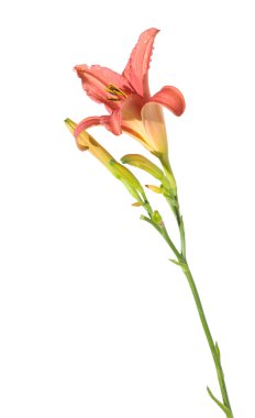 izole daylily,