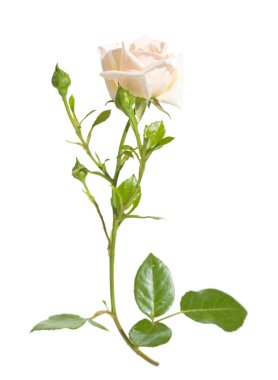 Light-colored climbing rose, isolated on white background clipart