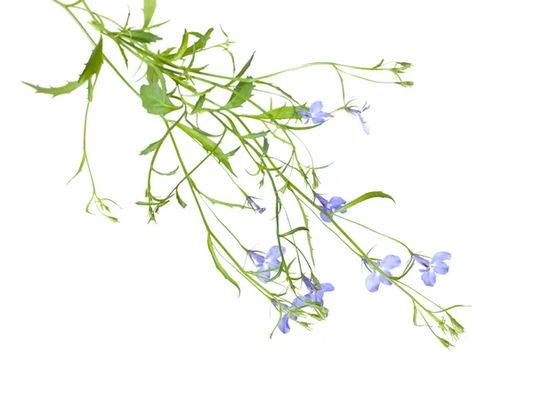 Trailing lobelia plants isolated on white background. alternativ — Stock Photo, Image
