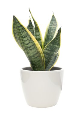 Sansevieria