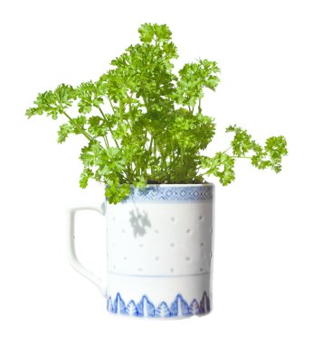 Growing parsley in a mug (windowsill gardening), isolated clipart