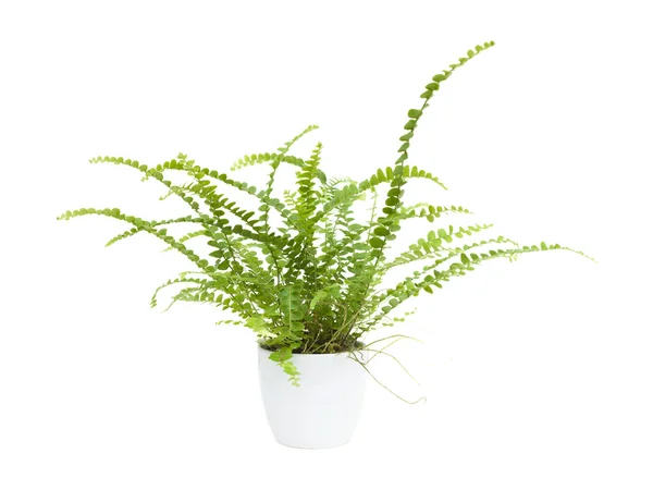 Small maidenhair fern (Adiantum) in a white pot, isolated — Stock Photo, Image