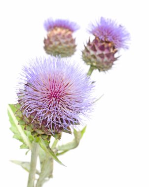 cynara cardunculus, cardoon enginar thistle çiçek