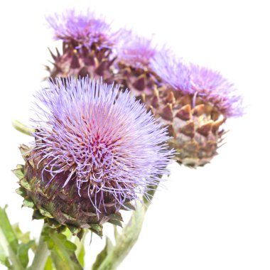 cynara cardunculus, cardoon enginar thistle çiçek