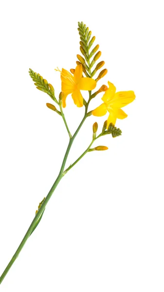 Crocosmia amarela (montbretia), isolada sobre fundo branco — Fotografia de Stock