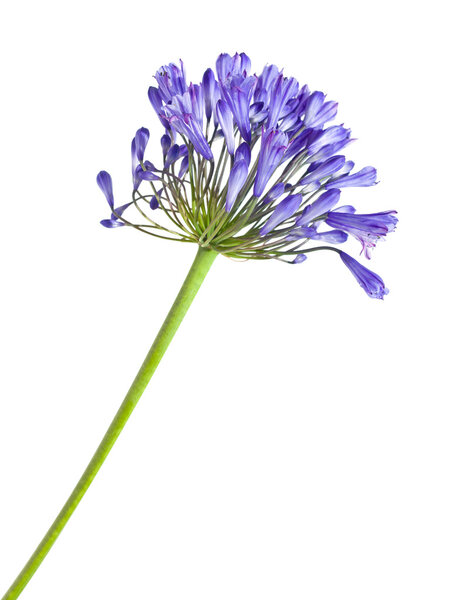 African lily (Agapanthus africanus)