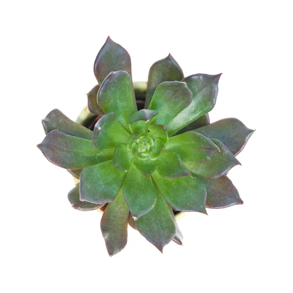 Sempervivum in un vaso di colore chiaro, isolato su bianco — Foto Stock