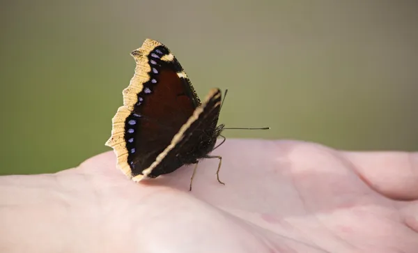 Yas pelerini kelebeği (yas pelerini, camberwell güzellik), oturma Ey — Stok fotoğraf