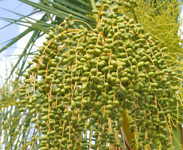 stock image Unripe fruits of palm tree