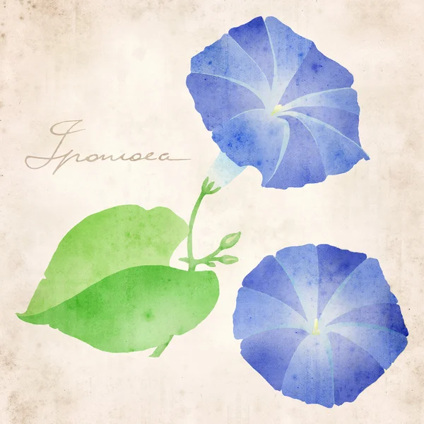 stock image Ipomoea illustration