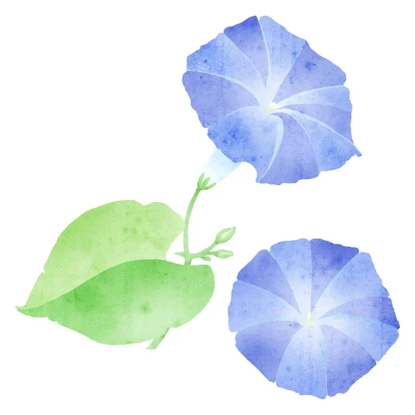 Ipomoea illustration in classic botanical illustration style, o — Stock Photo, Image