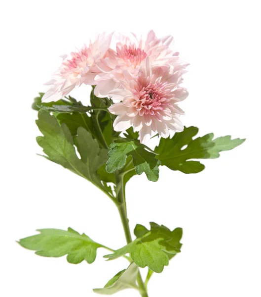 ピンク スプレー庭菊、分離された支部のトップ — ストック写真