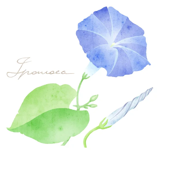 stock image Ipomoea illustration in classic botanical illustration style, o