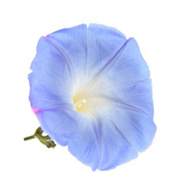 izole Ipomoea çiçek