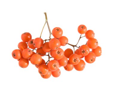 Mountain ash berries cluster isolated on white clipart