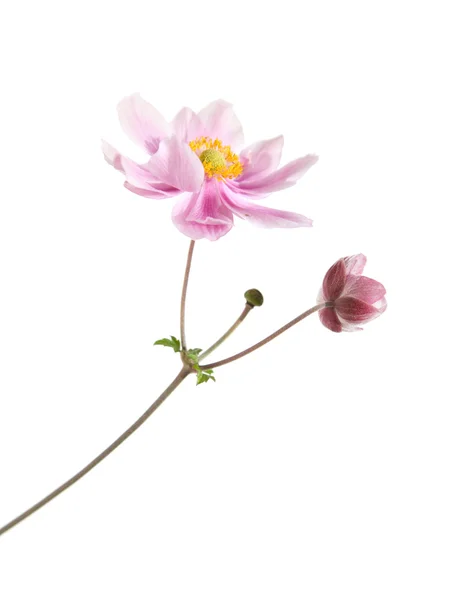 Rosa japansk anemongrener – stockfoto