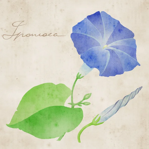 stock image Ipomoea illustration