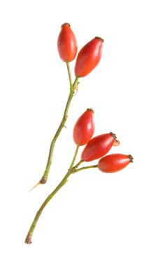 Rosehip branches isolated clipart