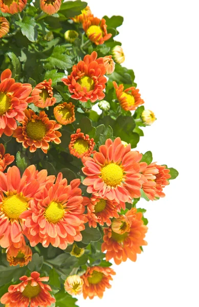 Dark orange spray chrysanthemum, top of the bush, isolated — Stock Photo, Image