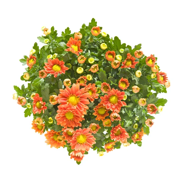 暗橙色喷雾菊花，顶部的布什，孤立 — 图库照片