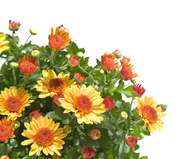 Orangenspray Chrysanthemen, Ecke Zusammensetzung, isoliert — Stockfoto
