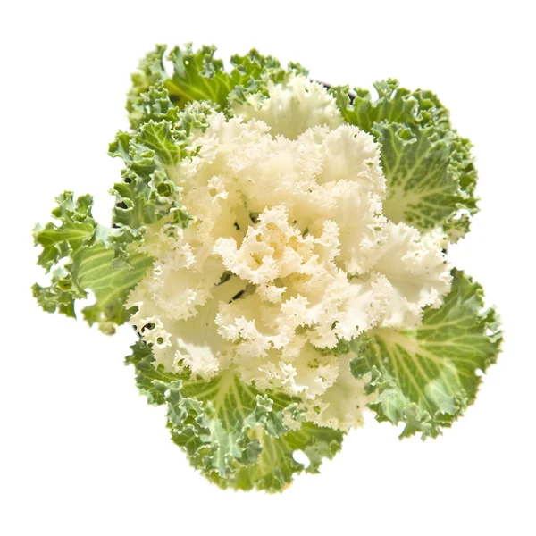 White decorative cabbage — Stock Photo, Image