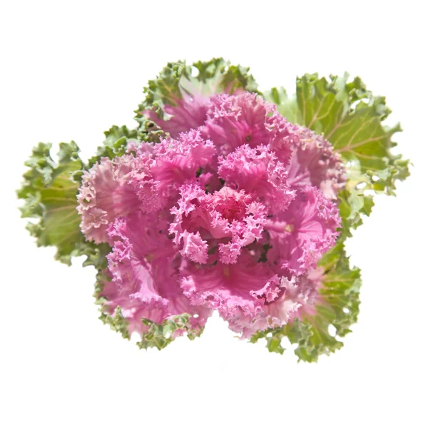 Purple decorative cabbage — Stock Photo, Image