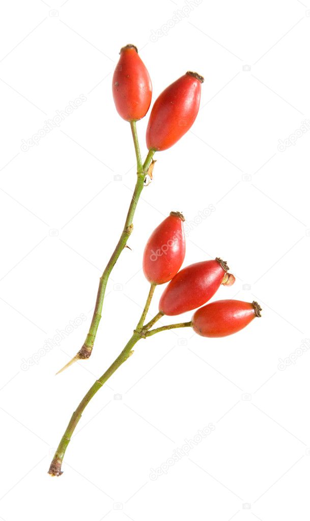 Rosehip branches isolated