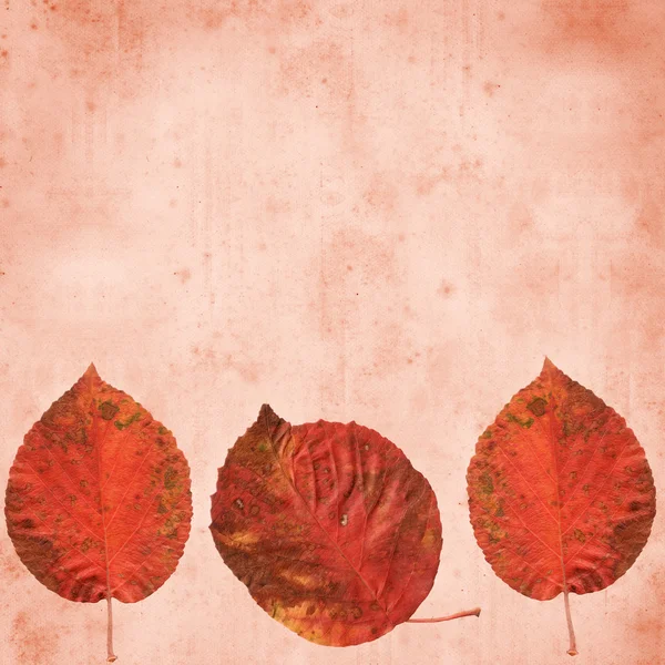 Oud papier achtergrond met herfst bladeren grens — Stockfoto