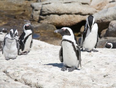 Afrika penguenler (Kara ayaklı veya jackass penguen)