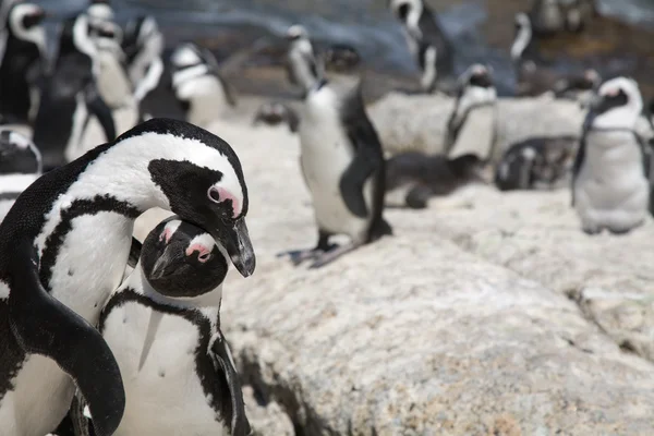 African penguins ( black-footed or jackass penguin) — Stock Photo, Image