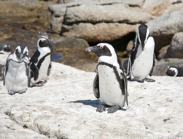 African penguins ( black-footed or jackass penguin) — Stock Photo, Image