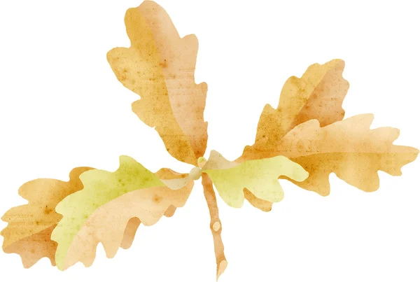Eikenbladeren cluster, e-collage met papier textuur — Stockfoto