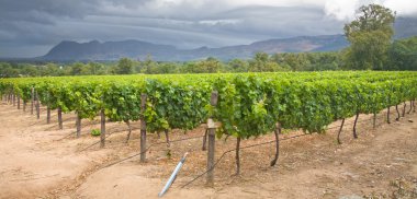 Groot Constantia vineyards clipart