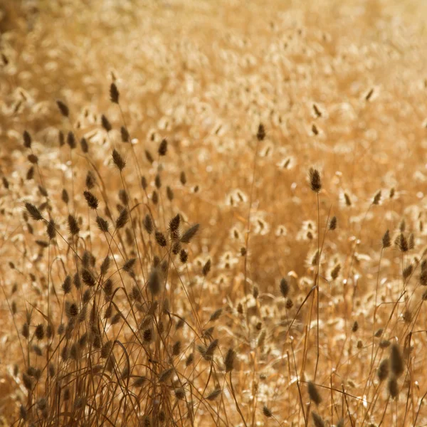Суха трава — стокове фото