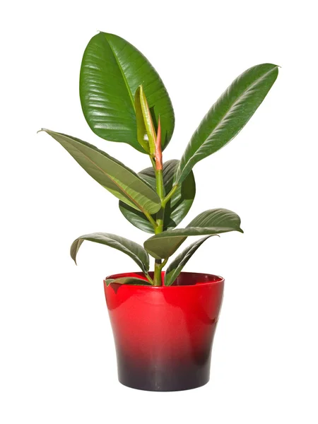 Rubber plant (ficus), isolate don white — Stock Photo, Image