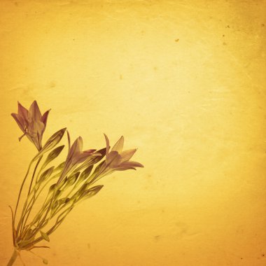 Old paper background with brodiaea clipart