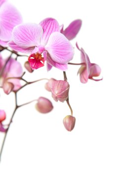 pembe çizgili phalaenopsis orkide beyaz izole odaklanın