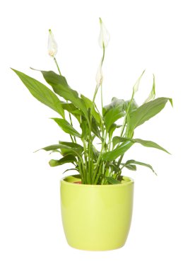 Spathiphyllum ( spath, peace lily) in a pale green pot isolated clipart