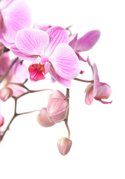 stock image Pink stripy phalaenopsis orchid isolated on white, focus on the