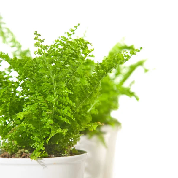 Row of small ferns in white pots, isolated, corner composition — Stock Photo, Image