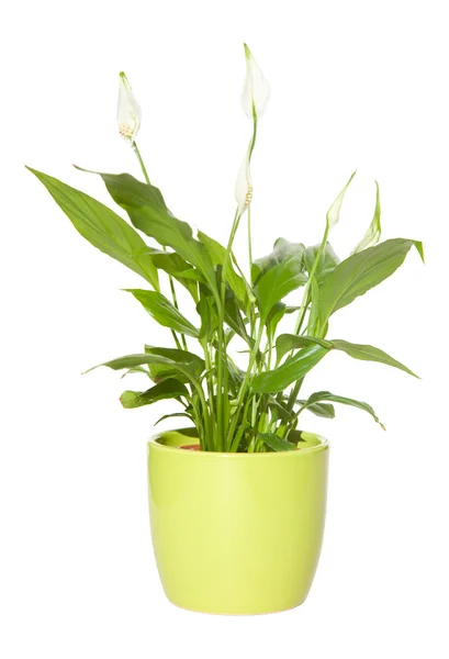 Spathiphyllum (Spath, Friedenslilie) in einem blassgrünen Topf isoliert — Stockfoto