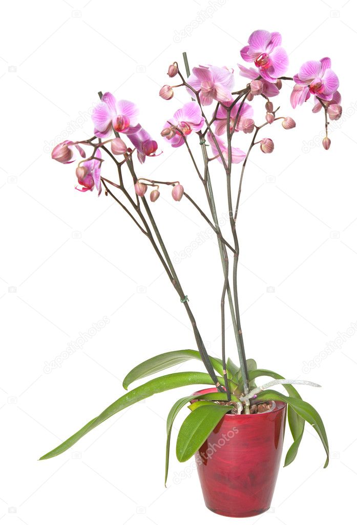 Pink stripy phalaenopsis orchid in a glass pot, isolated on whit