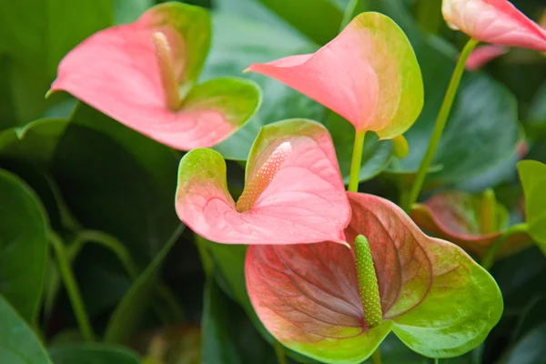 stock image Pink anthurium