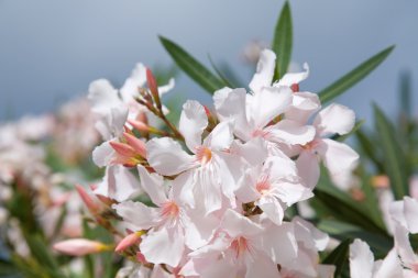 Soluk pembe zakkum çiçekleri